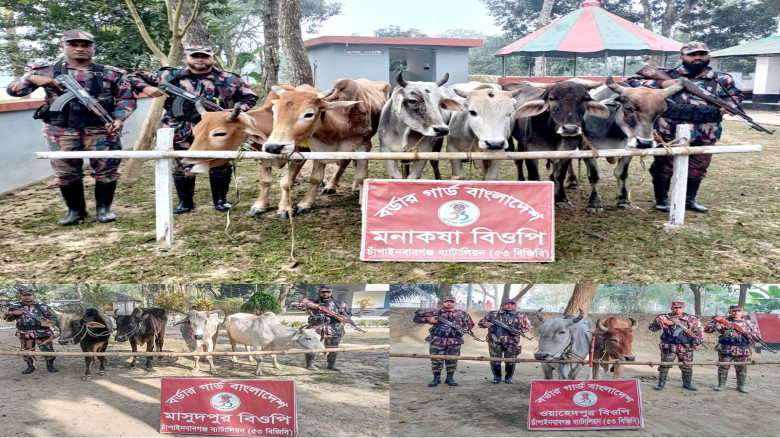 শিবগঞ্জ মনাকষা সীমান্তে পৃথক অভিযানে ১৬টি ভারতীয় গরু জব্দ