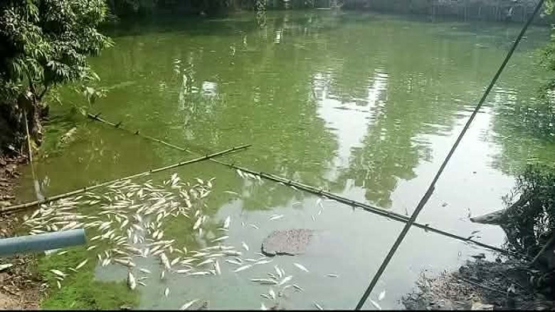 মান্দায় চাঁদা না পেয়ে পুকুরে বিষ প্রয়োগের অভিযোগ, প্রায় ৮ লা